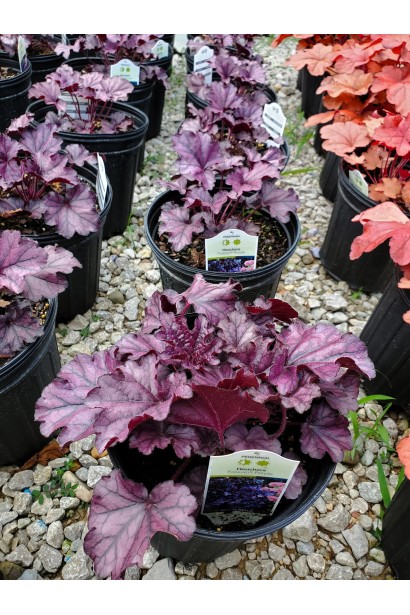 Гейхера гібридна Форевер Пурпур в горщику 3 л